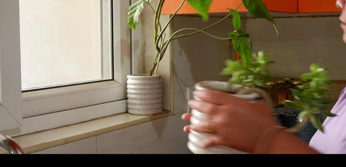 Arrange plants according to their light requirements. Place plants needing less light further from the window.