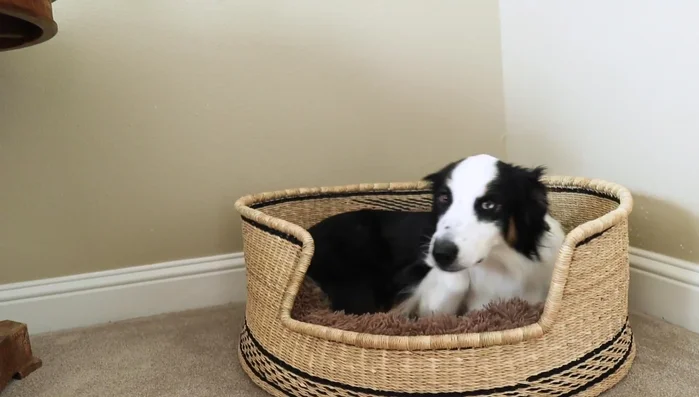 Invest in a Roomba to manage pet hair effectively.