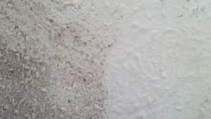 Remove Mold Stains with Domestos: A Simple Home Technique
