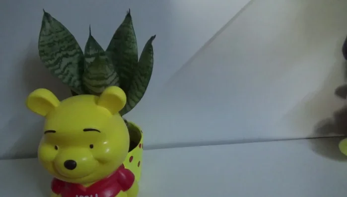 Showcasing the simple planter design.