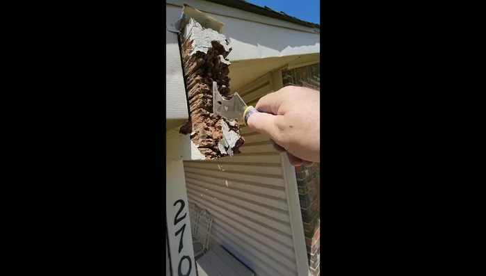 Remove all damaged, pulverized, and punky wood to prepare a solid base for repair.