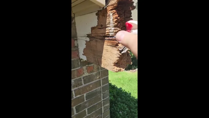 Embed boric acid rods into the wood for added protection against future decay.