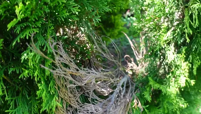 Choose planting method: Plant directly into the ground and mulch, or keep in a container and mulch around it. Ensure root protection from harsh weather.