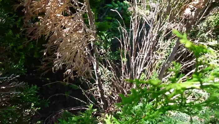 Winter care: Water regularly throughout the winter months.