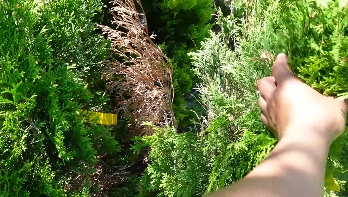 Light Shearing: Lightly shear the shrub to promote healthy, even growth.