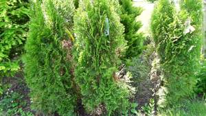 Abravadi Shrub Revival: A Proven Method for Lush Growth