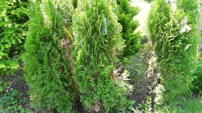 Choose planting method: Plant directly into the ground and mulch, or keep in a container and mulch around it. Ensure root protection from harsh weather.