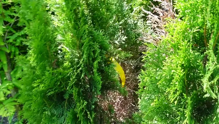 Light Shearing: Lightly shear the shrub to promote healthy, even growth.