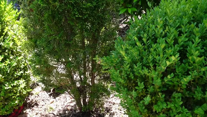 Light Shearing: Lightly shear the shrub to promote healthy, even growth.