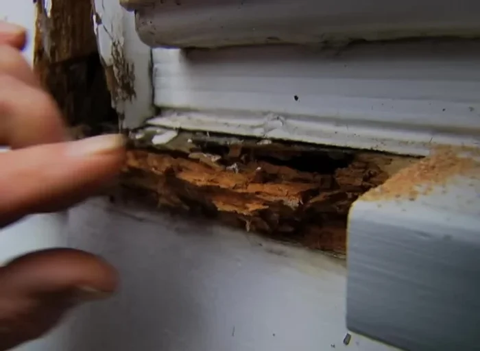 Remove crumbling and rotted wood using chisel and pry bar if necessary.