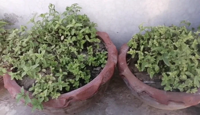 Fill the water reservoir (19-liter bottle or tank).