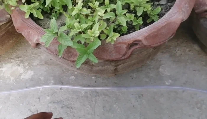 Position the other end of the pipe above your plants, feeding the smaller tubes/connectors down into the soil near the roots of each plant.