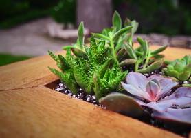 DIY Succulent Hanging Frame: A Stunning Vertical Garden