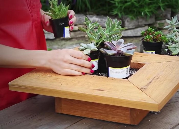 Plant the succulents.