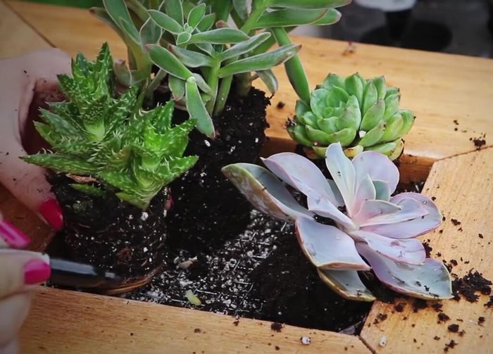 Plant the succulents.