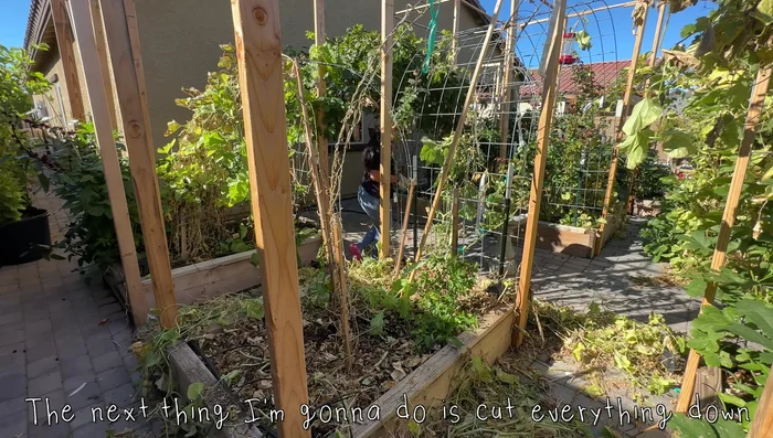 Re-attach drip line: Secure the drip irrigation system using landscape staples.