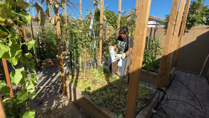 Mix fertilizer and compost: Incorporate the fertilizer into the compost and existing soil.