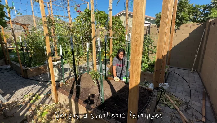 Mix fertilizer and compost: Incorporate the fertilizer into the compost and existing soil.