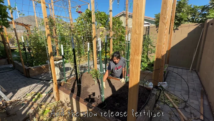 Mix fertilizer and compost: Incorporate the fertilizer into the compost and existing soil.