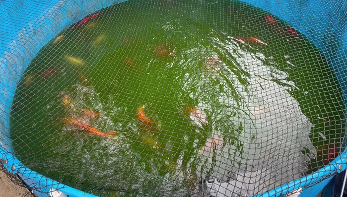 Repair holes in the pond liner using sealant. (The method of repair is not detailed but is implied to be a sealant-based patching.)