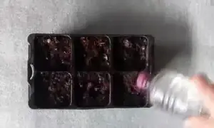 DIY Watering Can from a Plastic Bottle: Gentle Watering for Seedlings