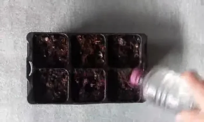 Water your seedlings.