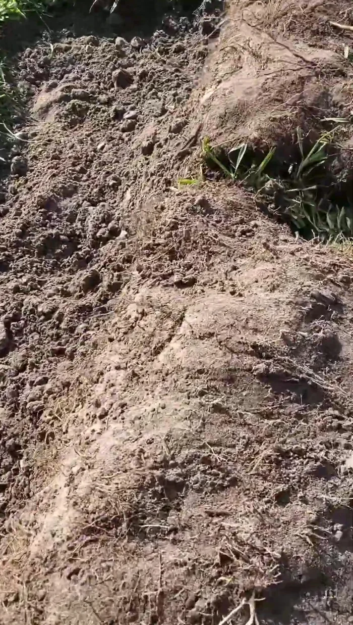 Backfill the hole, ensuring the area is properly compacted.