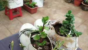 Upcycled Shoe Gardening: Transform Old Shoes into Blooming Planters!