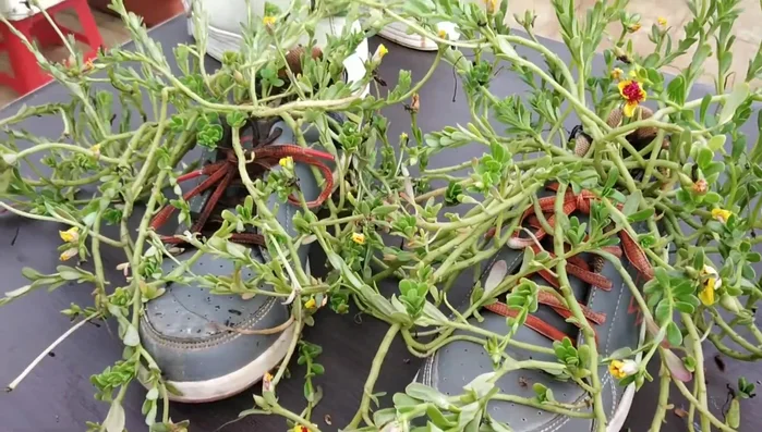 Place shoes in a designated area (e.g., college garden).