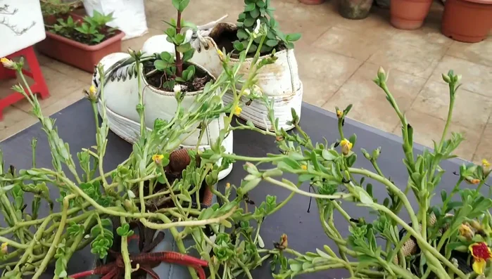 Plant your chosen plant (in this case, a Shiv plant).