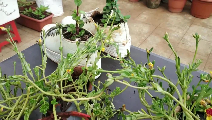 Plant your chosen plant (in this case, a Shiv plant).