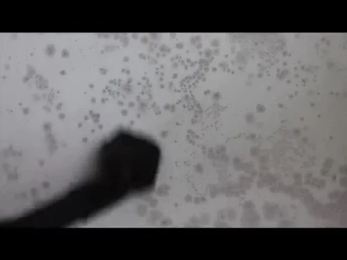 Vacuum the mold spores from the wall surface using a HEPA filter vacuum.