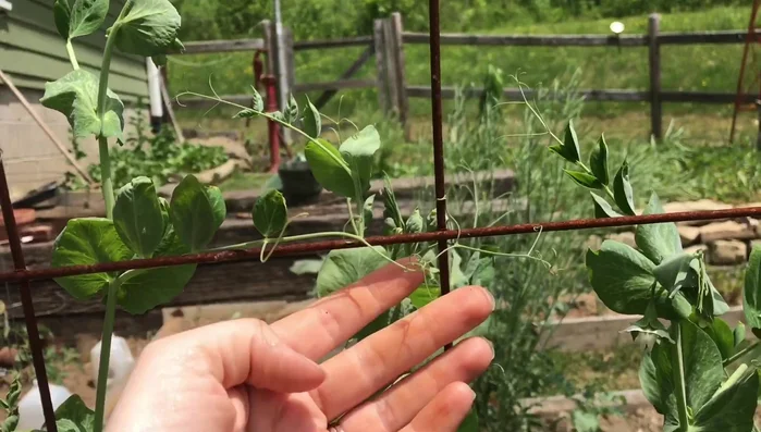 Remove any remaining nails from the wooden frame pieces.