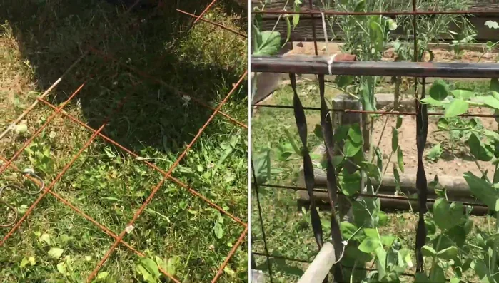 Attach the trellis to your garden structure (e.g., greenhouse) using hooks or other appropriate fasteners. Alternatively, rest the trellis directly on the ground or lean it against a wall.