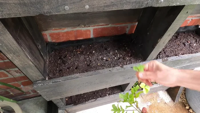 Plant your chosen seedlings/seeds (mint, parsley, chard, lettuce, coriander, rocket).