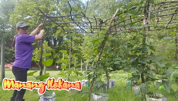 Attach twine horizontally to the main support sticks, creating a grid-like structure. This is done by wrapping and tying the twine around the sticks.