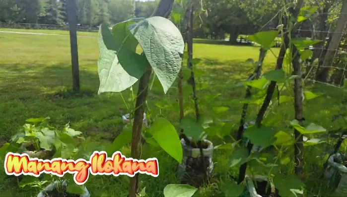 Tie up the additional vertical supports to complete the trellis structure.