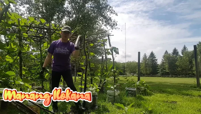 Secure the trellis by adding soil around the base of the support sticks to create stability.