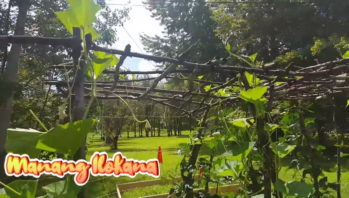 Tie up the additional vertical supports to complete the trellis structure.