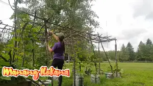 Building a Sturdy Trellis for Climbing Plants