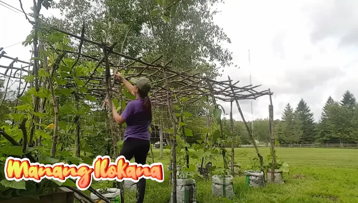 Tie up the additional vertical supports to complete the trellis structure.