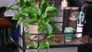 Setting Up the Ultimate Tea Brewing Station: A Step-by-Step Guide