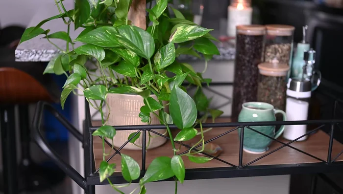 Add decorations such as plants and mugs to personalize your tea station.