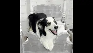 DIY Upcycled Headboard Dog Bed: A Step-by-Step Guide