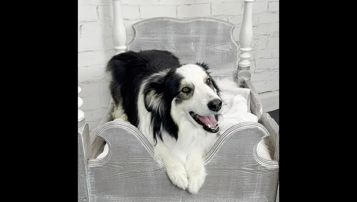 Add pillows to complete the dog bed.