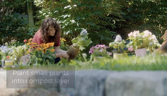 Plant smaller plants directly into the compost layer or poke holes through the cardboard to plant larger ones, adding organic matter to the holes.